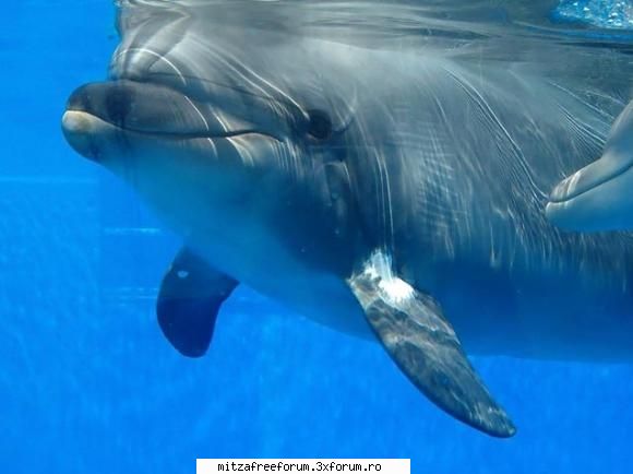 Albume - i like dolphins!! - Romanian MP3's